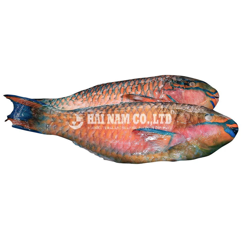 Nature Frozen Parrotfish Body/Whole/Fillet with 2 years Shelf Life made in Vietnam