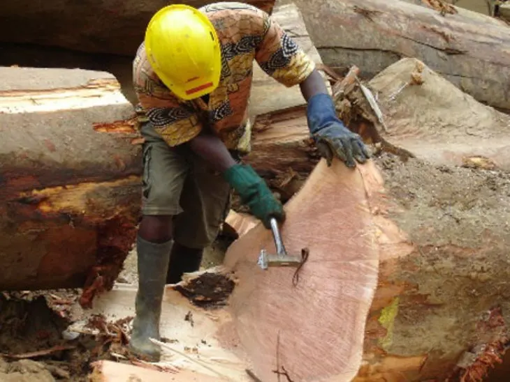 Деревянные тропические бревна IROKO