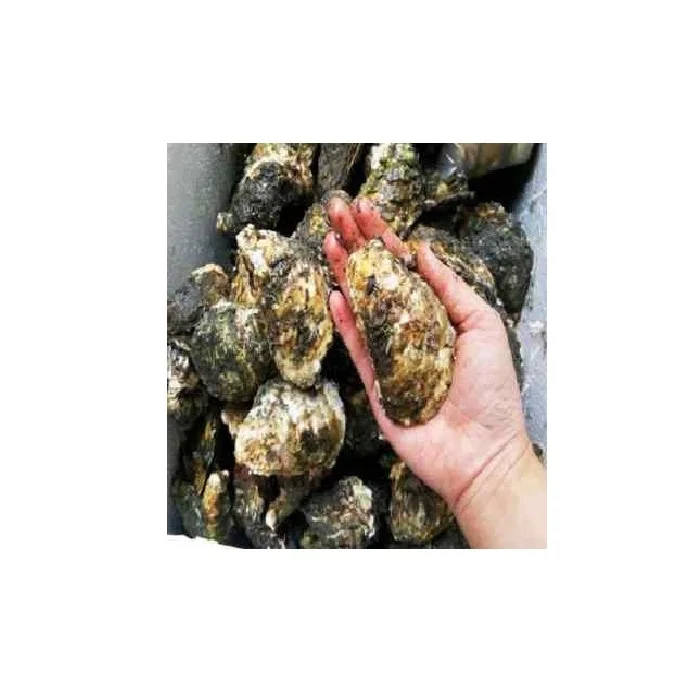 24 Months Shell Life Good Quality 70/90/pcs/KGM Frozen Style Bivalves Fresh oyster origin from Vietnam