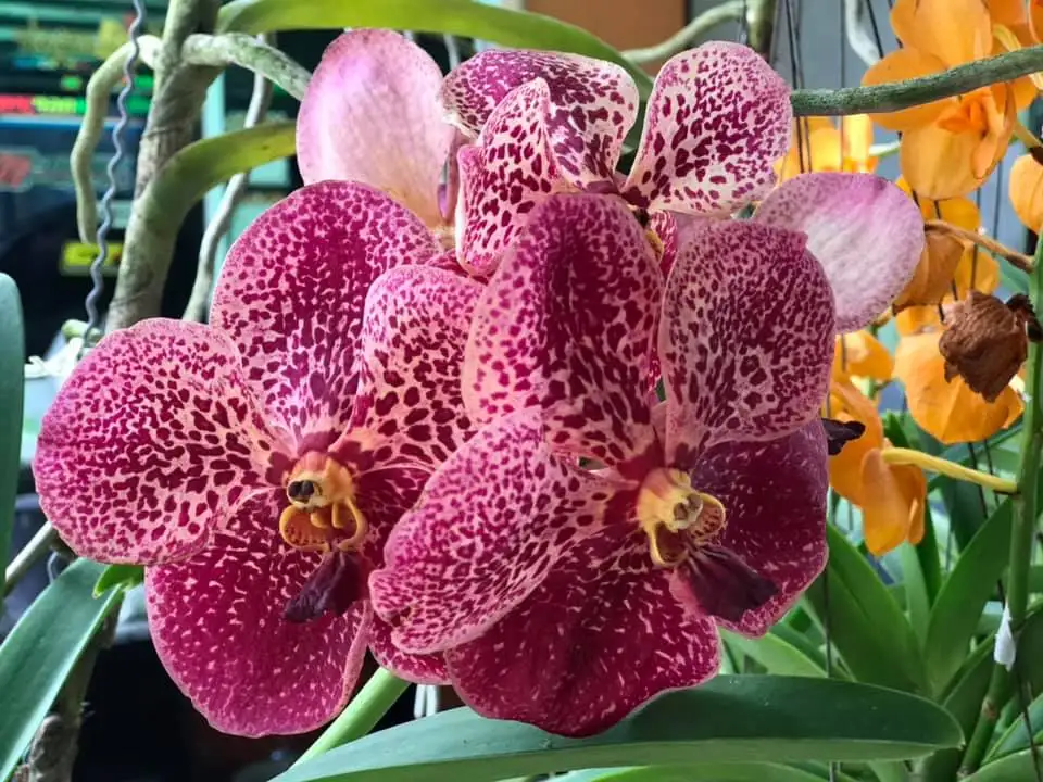 Nursery Wholesale Fresh Orchid Live Plant Thailand from TH;62