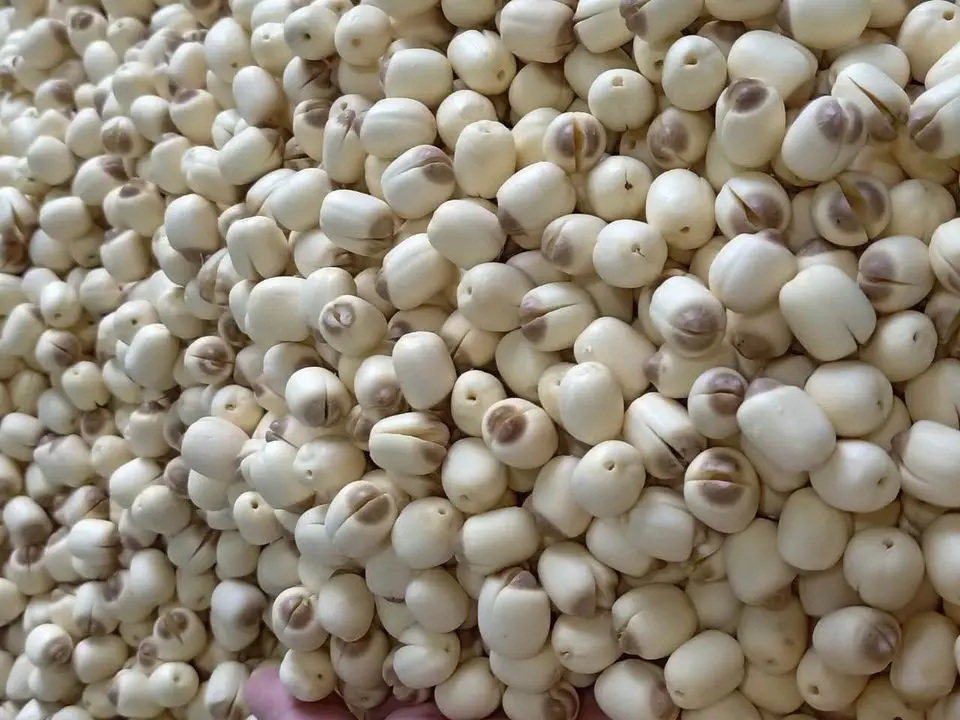 LOTUS SEED - 100% Organic Lotus seeds from Viet Nam Supplier Export Wholesale Agricultural Newest crop Best Quality