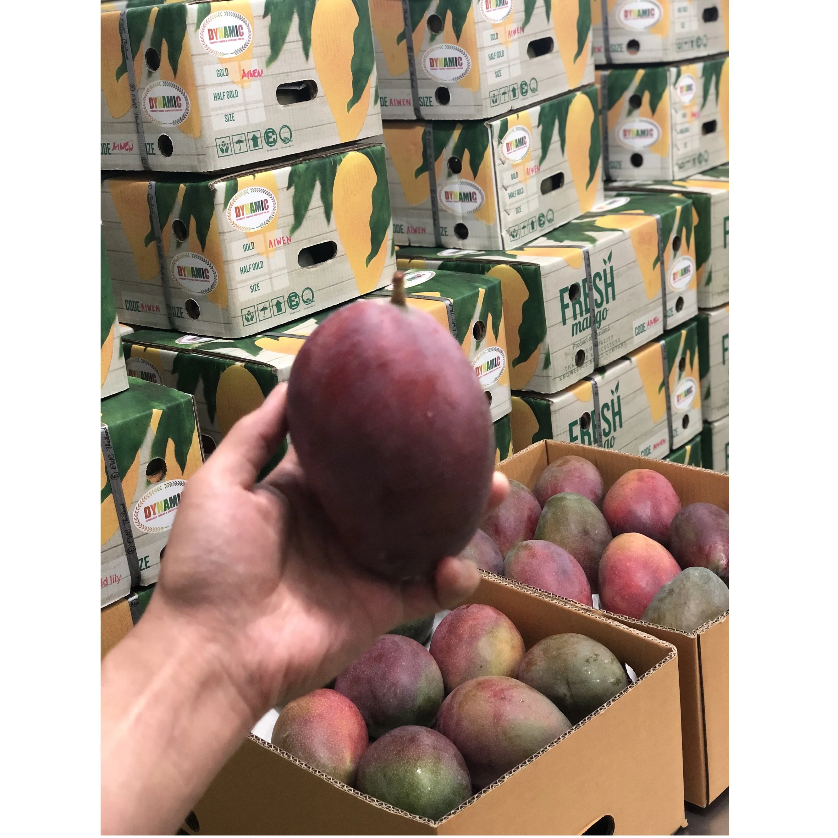 
EWC Fruit Exporter Big Fruit, Raw And Crunchy Taste Fresh Mangoes Uwen UMG005 With Dark Purple 