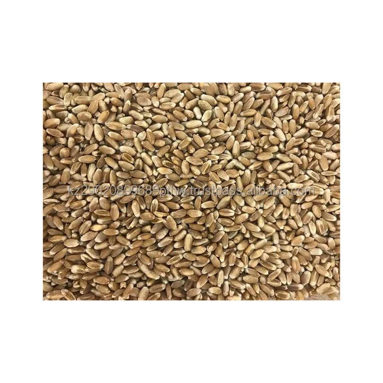 Natural product hard wheat grain most common cereal strengthen endurance increase physical and mental strength wheat