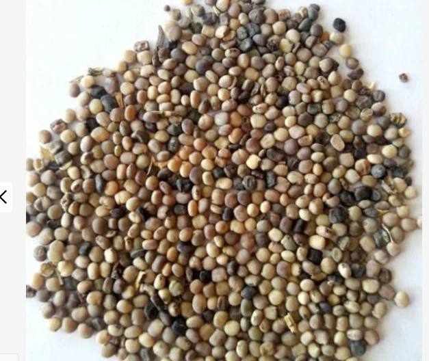 guar seeds