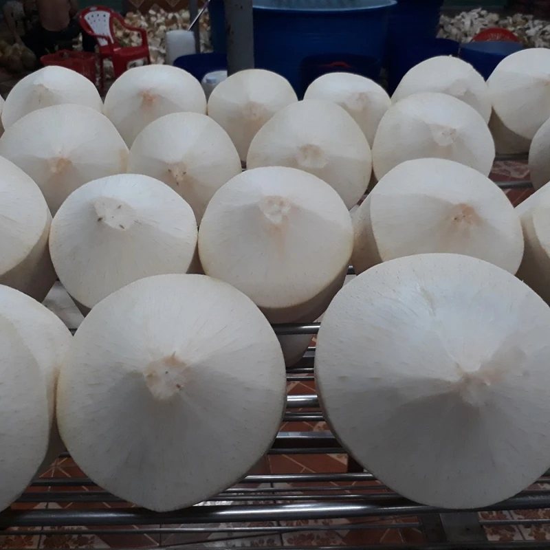 Высококачественный свежий кокос вьетнамский продукт оптовая продажа Кокосовая/молодая Кокосовая продукция в форме алмаза оптом готовая к отправке