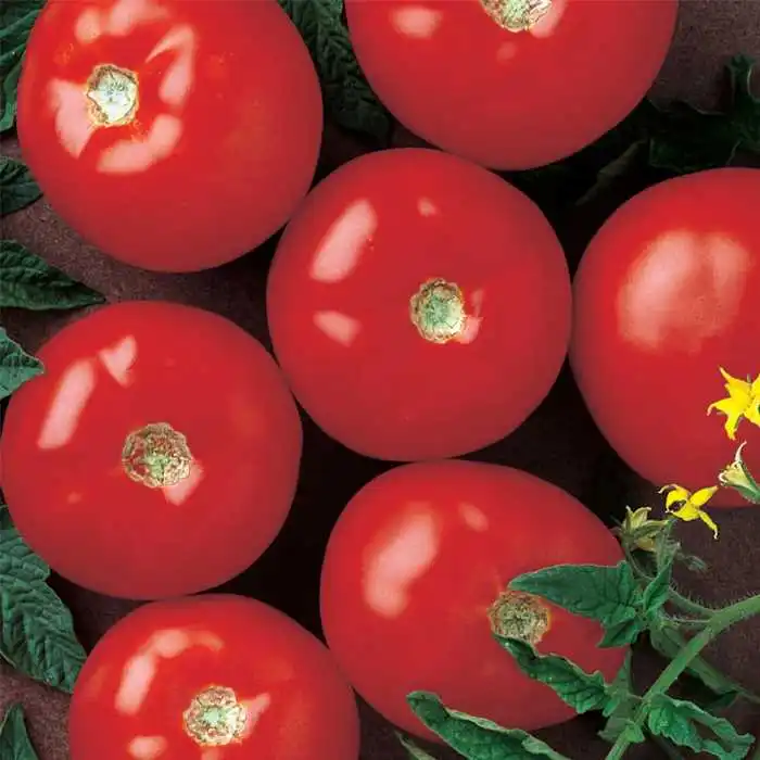 TOMATO Red Style Packaging Mature Card Color Branch Weight Cash Origin Type Credit Variety Greenhouse Colour Product ISO Fresh