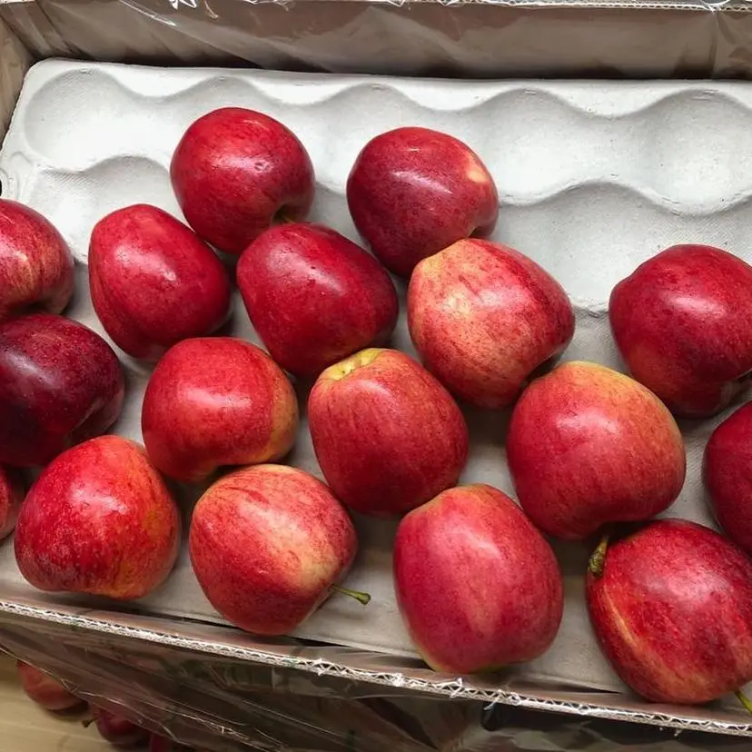 2022 свежие яблоки, красные яблоки fuji, королевская торжественная цена на экспорт