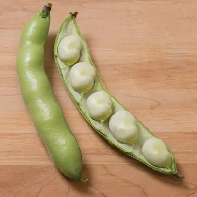High quality fava beans seed