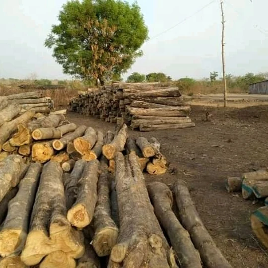 
high quality fresh cut azobe/ teak /okan /kosso wood 