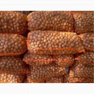 
Ukraine organic walnut kernels 