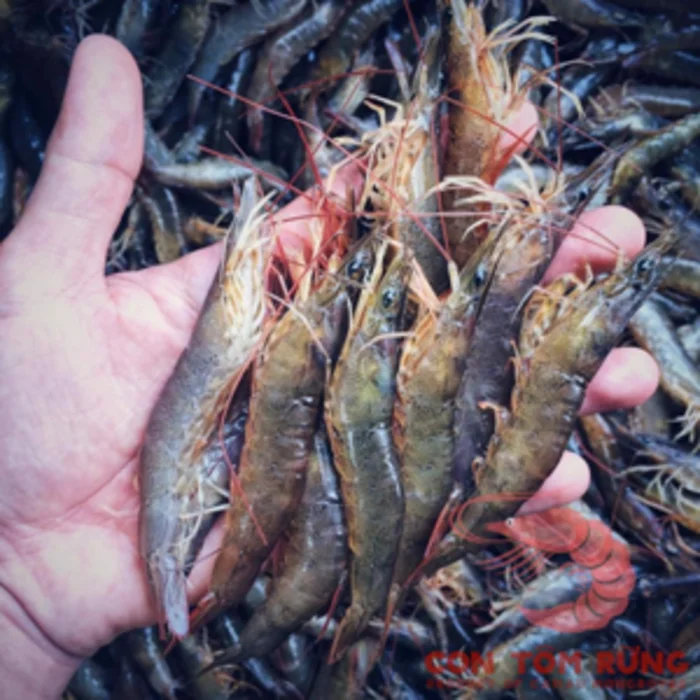 100% Natural shrimp Vietnam Frozen Shrimp From Mangrove Forests Export From Vietnam