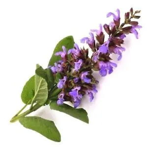 Import Clary Sage Hydrosol in Bulk Quantity at Wholesale Prices From AROMAAZ INTERNATIONAL