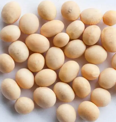  2021 высокое качество NON-GMO желтый соевых бобов