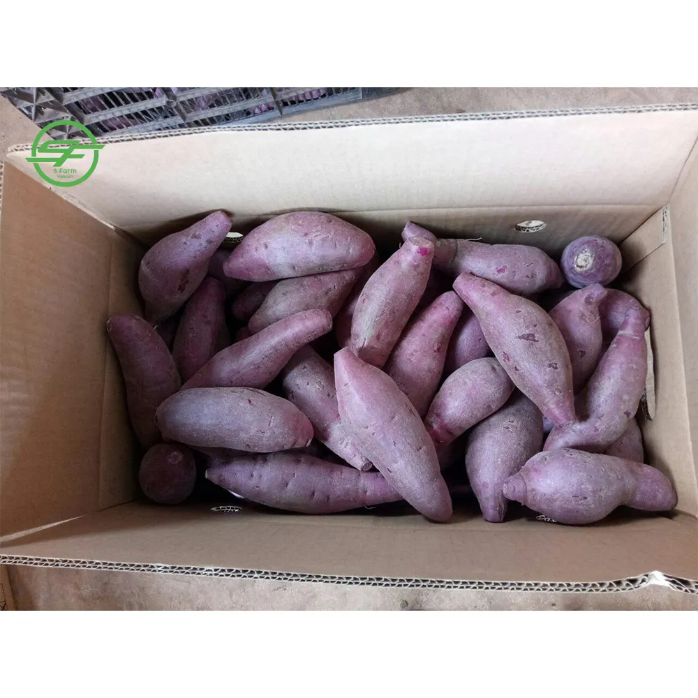 Здоровое питание-свежий фиолетовый сладкий картофель на продажу (Whatsapp/zalo/wechat: + 84 912 964