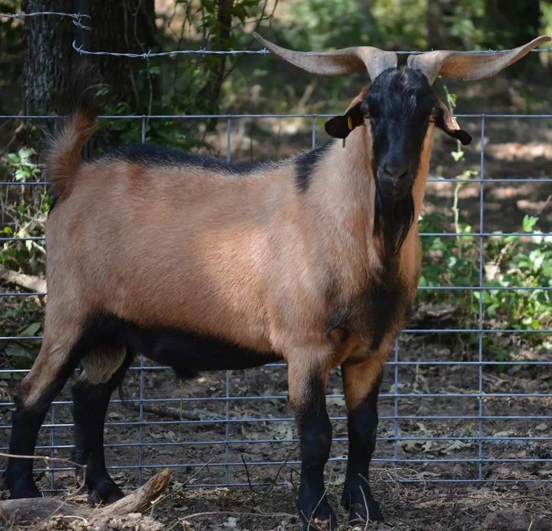 Alive Spanish Goat and Live Goat Saanen Goat