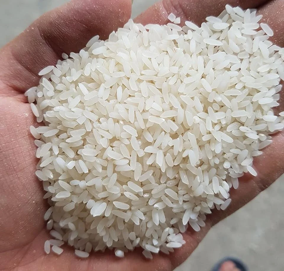 Японский рис для суши с 3% сломанным белым рисом класса AAA- Whatsapp 0084 989 322 607
