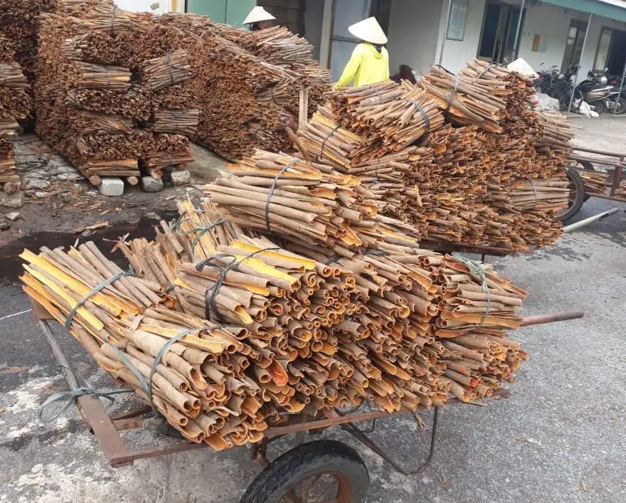 Разделение корицы/Разделение кассии с высоким содержанием масла во Вьетнаме-Doris Agrikim :+ 84 352542206