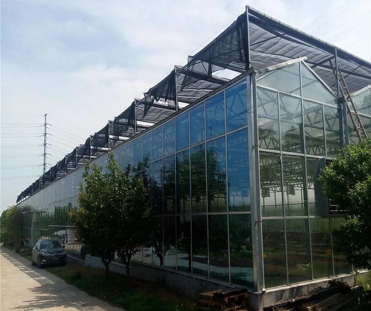 Agricultural Venlo Glass Green house for commerical