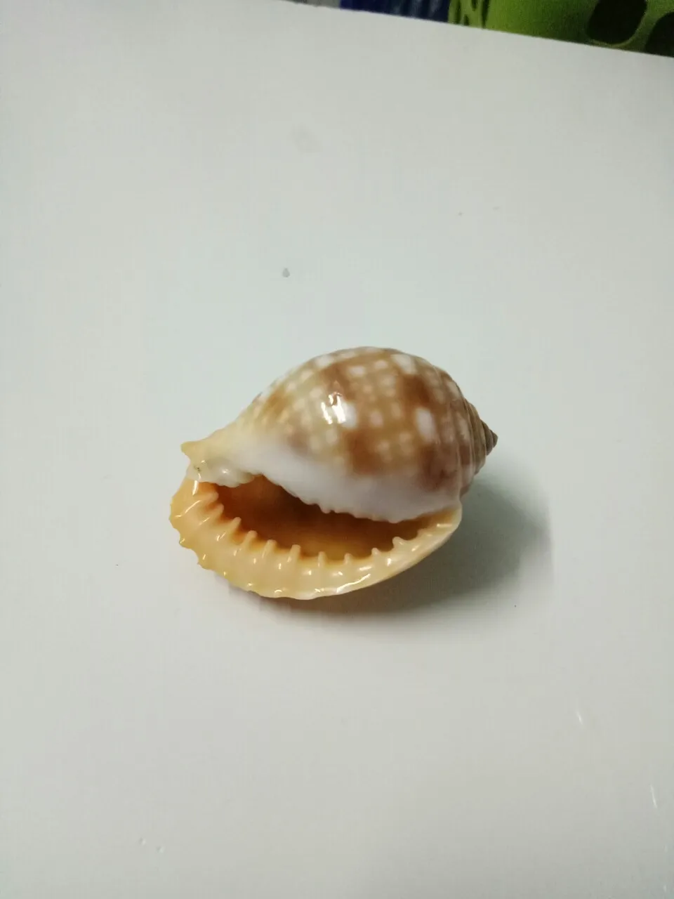 
beautiful crab shell/clean and polished crab shell/ seashell ( 0084587176063 whatsap Sandy) 