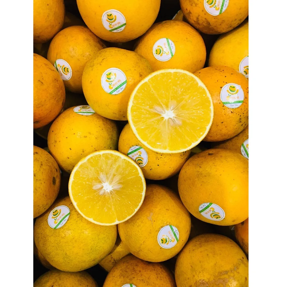 New Crop Fresh Citrus fruit Orange fruit for wholesale With Size 5 - 8.5cm Vietgap Certification From Vietnam