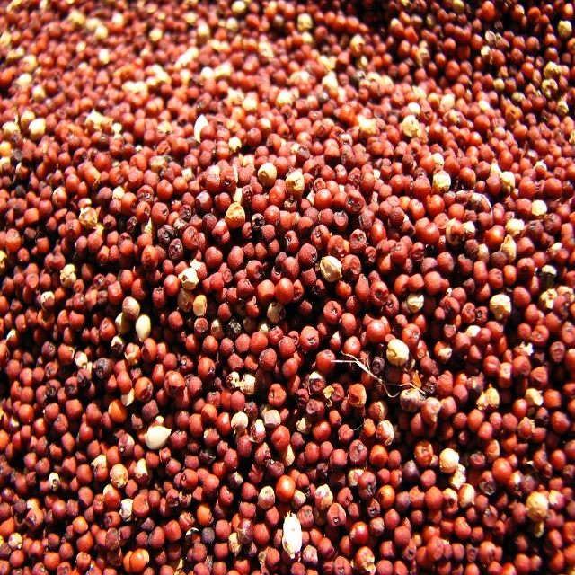 red foxtail millet/red broomcron millet /red millet in husk for bird feed