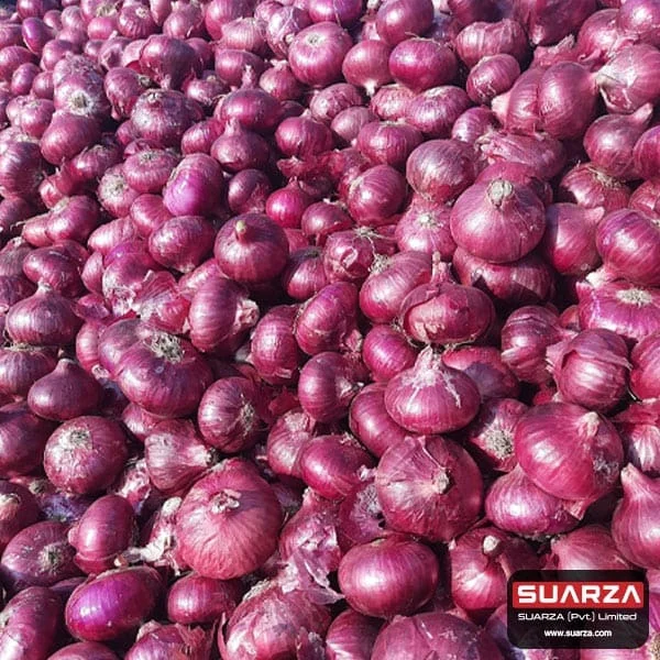 small red onion5.jpg
