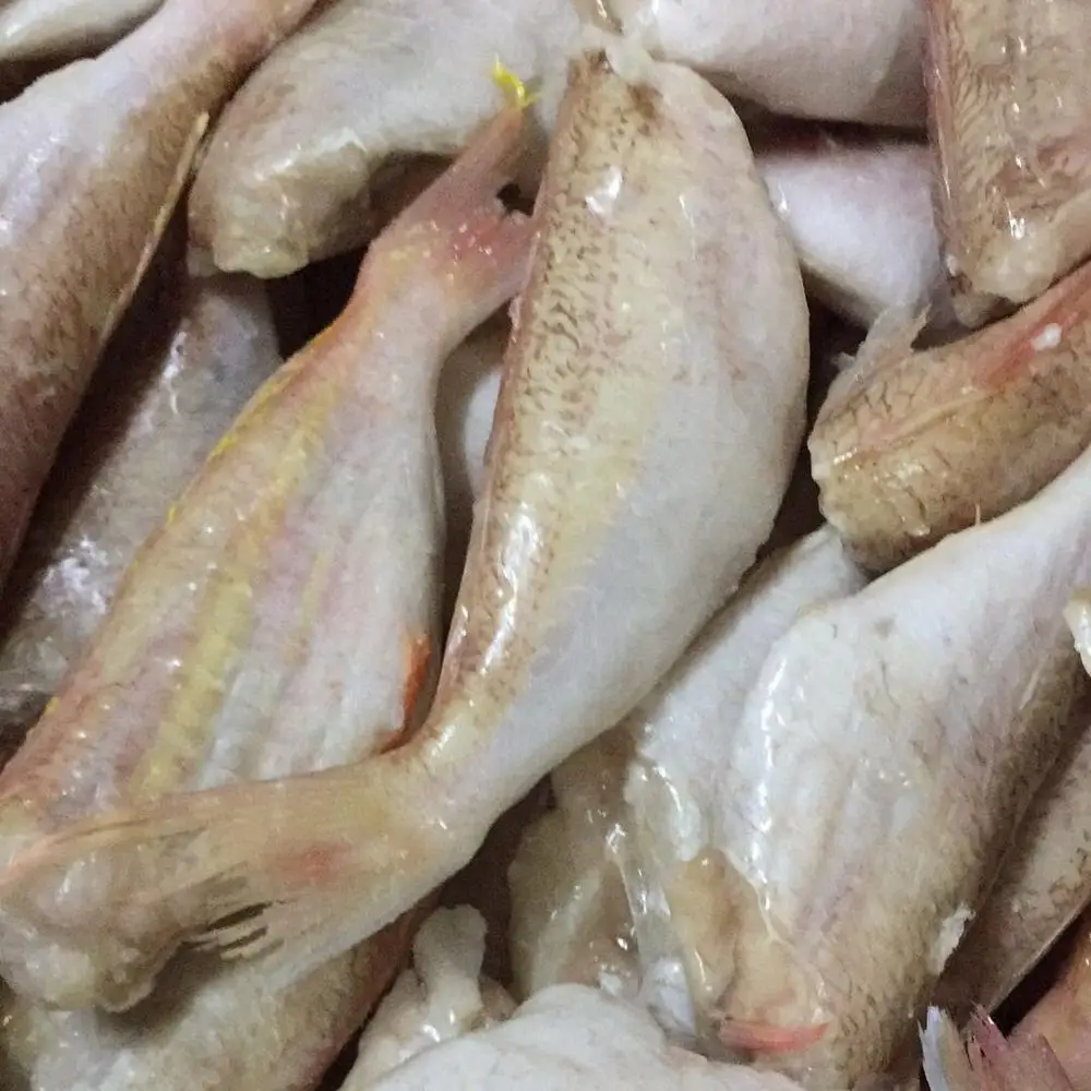 
supplier sea bream Yellowback seabream alive seafood 
