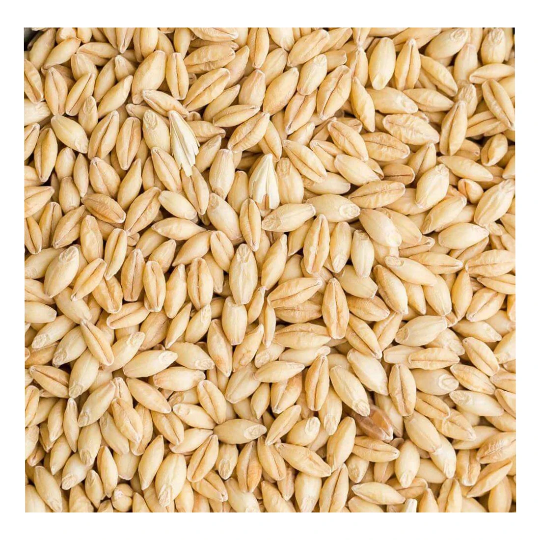 Premium Barley /Animal feed barley/bulk barley Malted