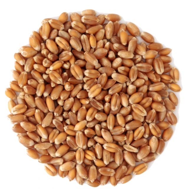 Natural Pure Wheat Dried Grade Grain High Quality Wheat