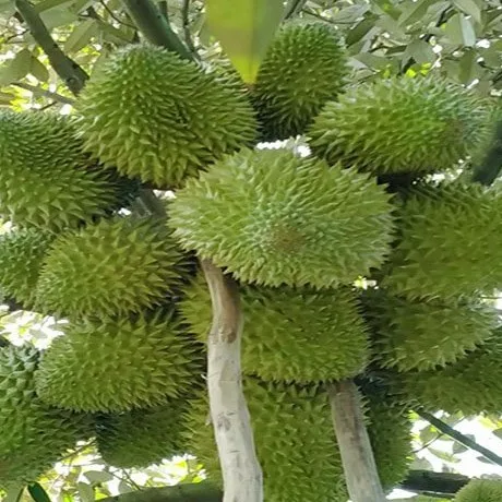 Premium quality durian fresh Vietnam durian golden yellow fresh durian new crop