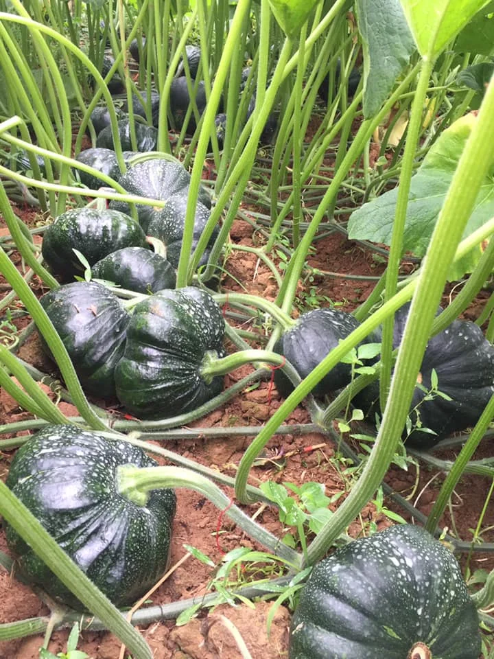 
FRESH RED PUMPKINS YOUNG PUMPKINS BABY PUMPKINS 