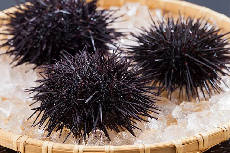 sea-urchin.jpg