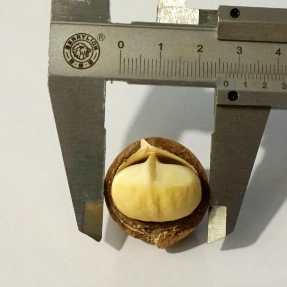 
Macadamia in shell 25-30mm 