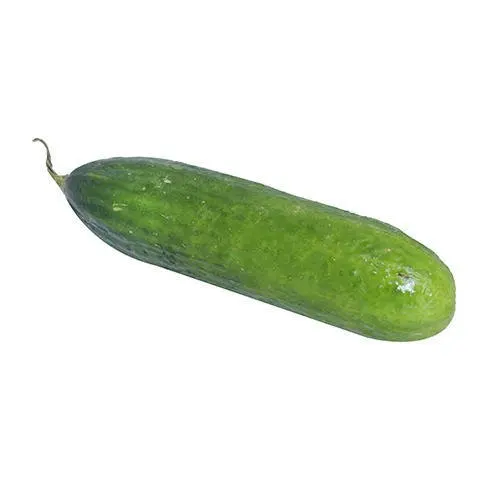 Fresh Vegetables Cucumber Exporter In India