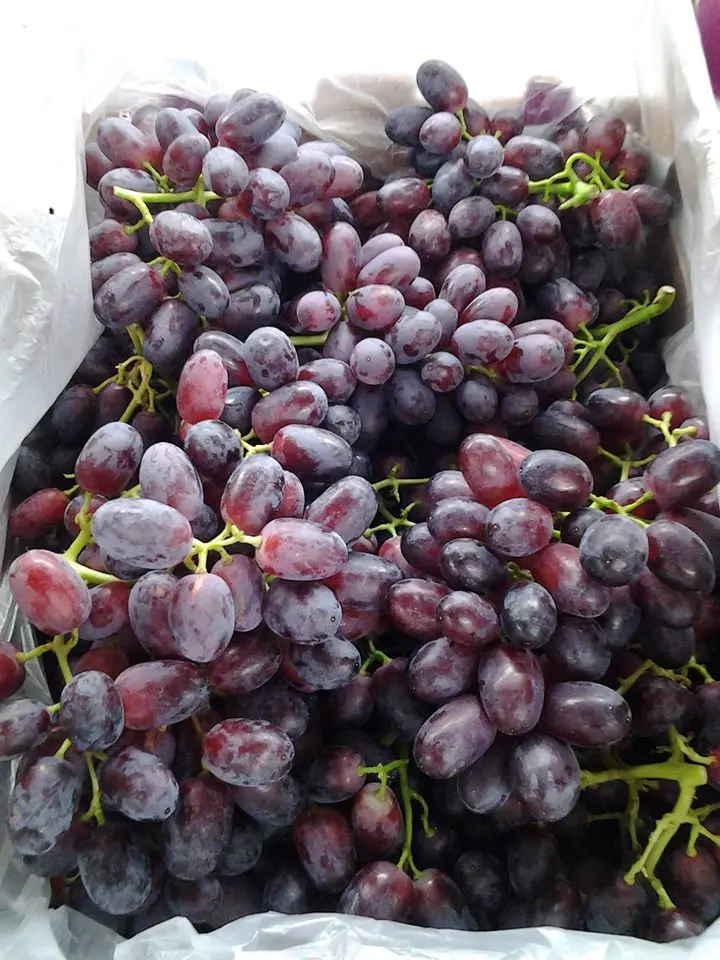  Red Globe Grapes