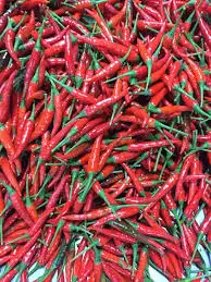 Spicy Celestial chili - 100% Natural Celestial chili made in Viet Nam Export Spicy Wholesale 2021 Newest crop