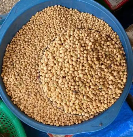 Organic Soya beans Vacuum Packing Dried Conventional Natural Soya Beans  Soya Bean Seeds