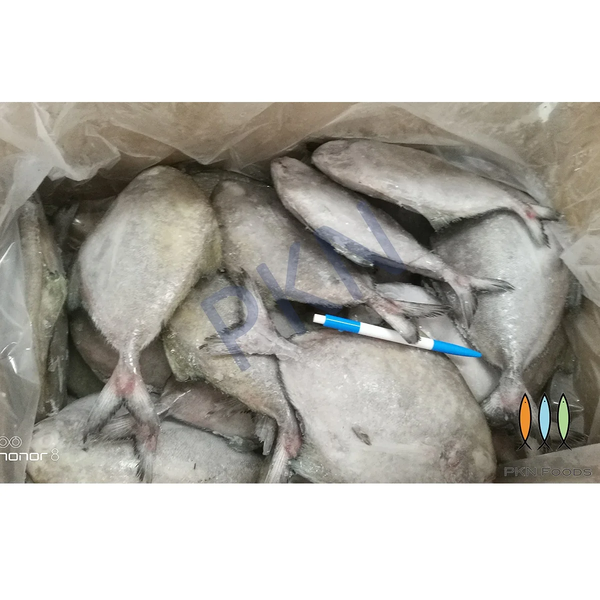 High Quality Whole Body NATURE Parastromateus Niger Black Pomfret From Vietnam