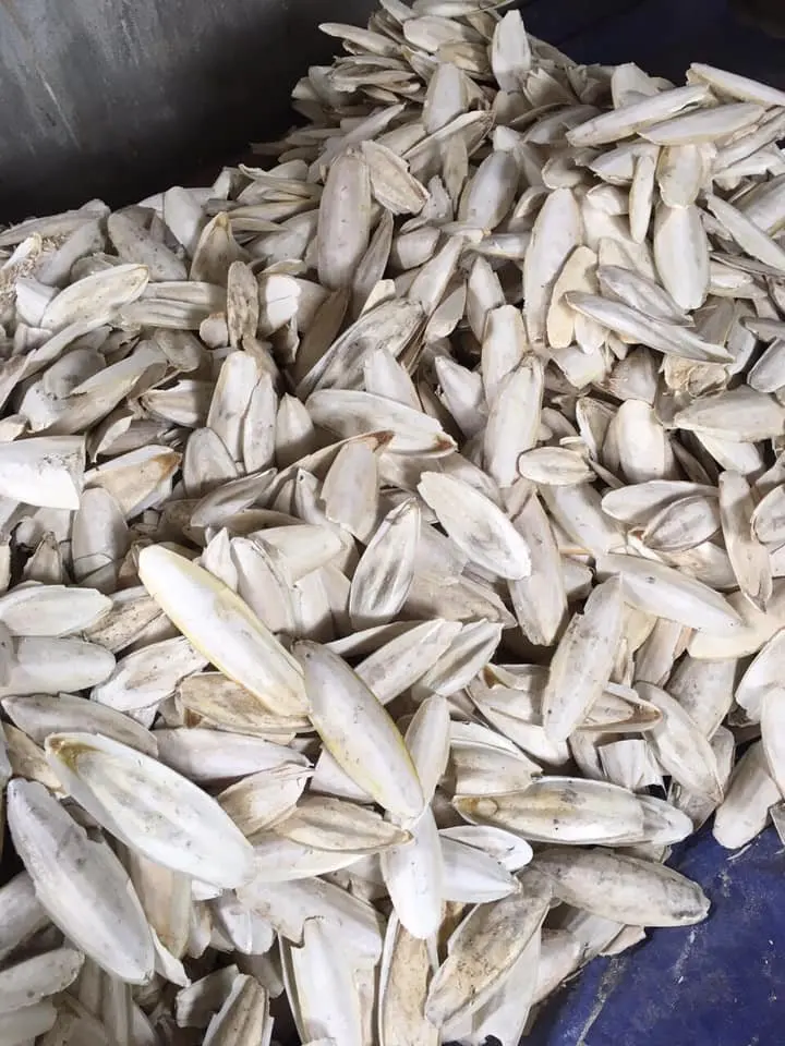 Сушеные косточки для птиц хорошее качество Лучшая цена косточка Для морской слепки контакты Ms Sandy + 84 587 17