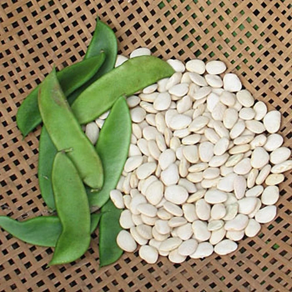 
New Crop Top Grade Lima Beans For sale 