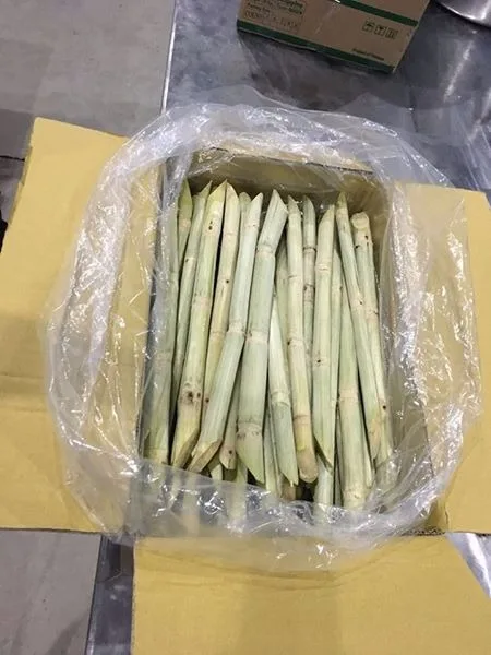 Frozen SUGAR CANE FOR JUICE , contact +84984418844  whatsapp
