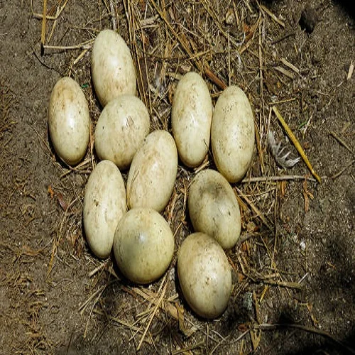 Fertilized Ostrich Eggs and Chicks for