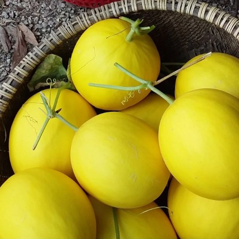 
Fresh Golden Canary Melon High quality from Vietnam 