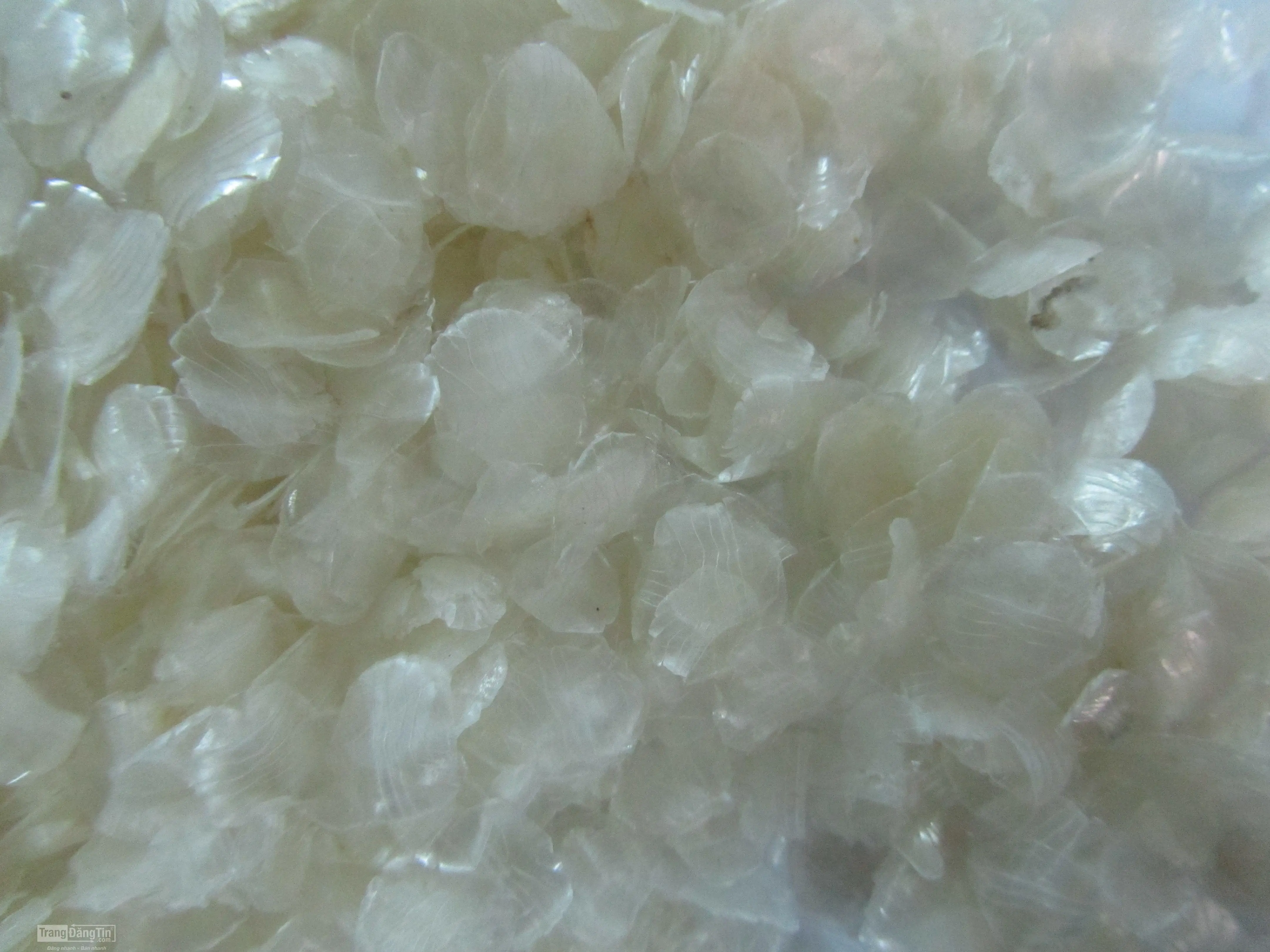 DRIED TILAPIA FISH SCALES IN VIETNAM/Ms. ELish +84 32 733 7049