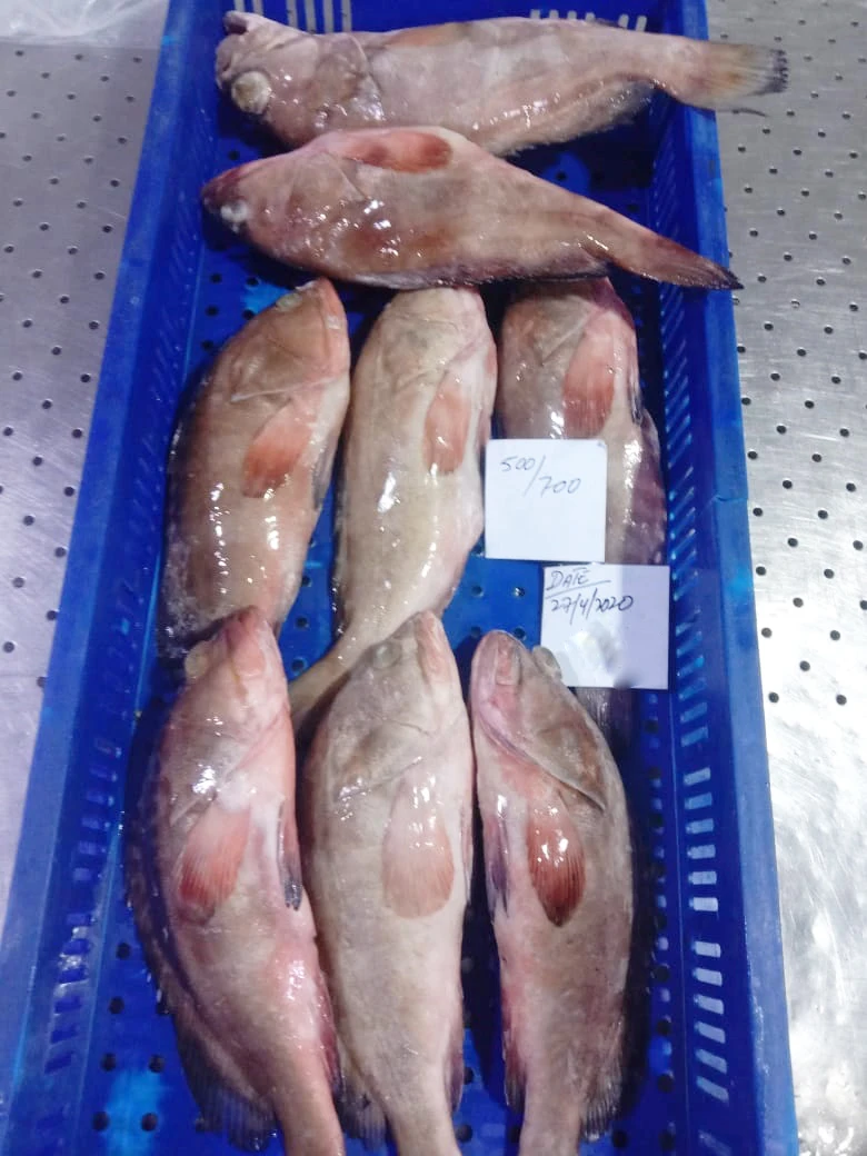 Замороженная рифовая треска/красная куропатка