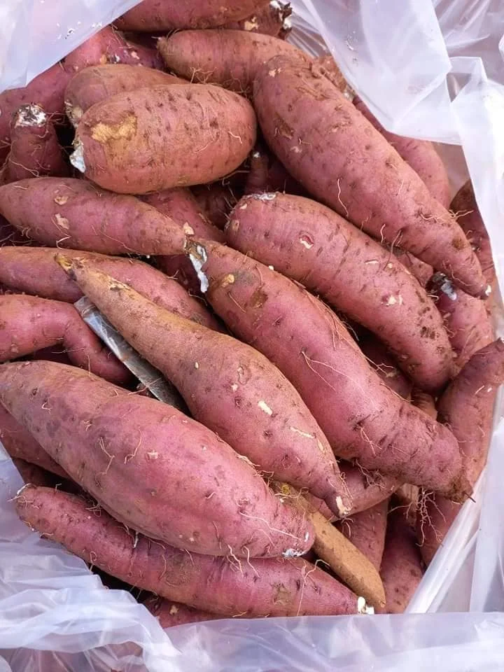 Сельскохозяйственная продукция, Органический 4-6 шт. за кг, свежий сладкий картофель с сроком годности 5 месяцев из Вьетнама