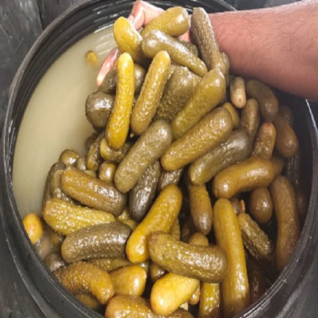 100% Natural  Cucumber/Gherkins/Cornichons/ Preserved in Acetic Acid in Barrels/Bucket/Pails -FSSC22000 V5 standards