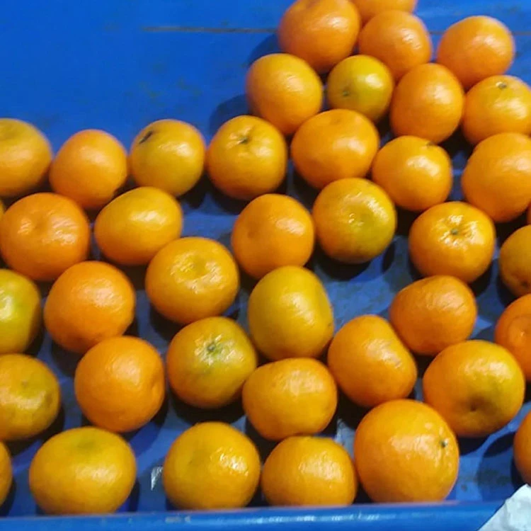 Sweet Juicy Mandarin with the best price