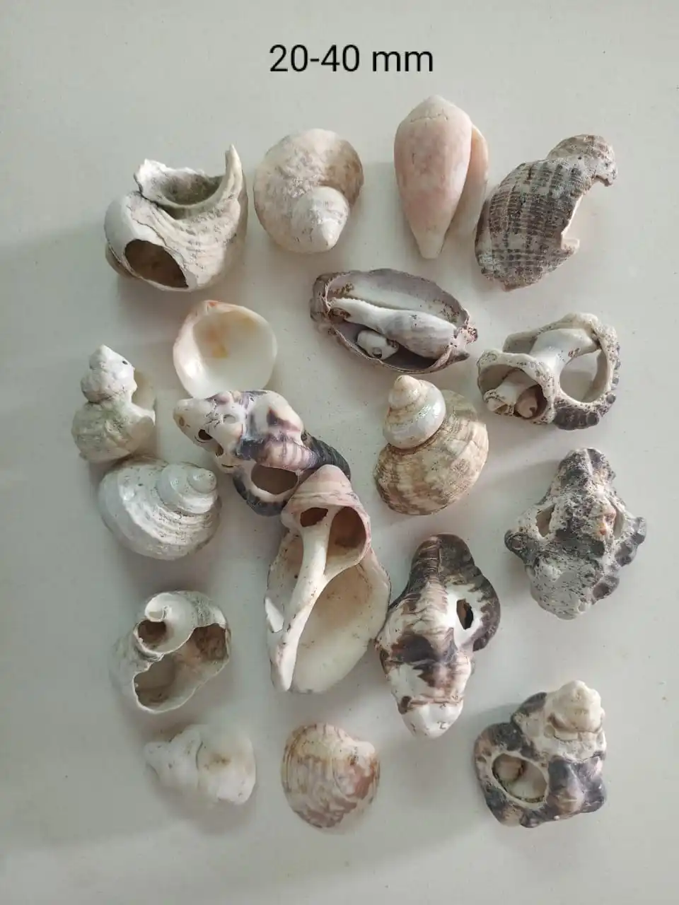 Aquarium tank filler sea shell and handicraft used natural sea shell small size cream color eco friendly