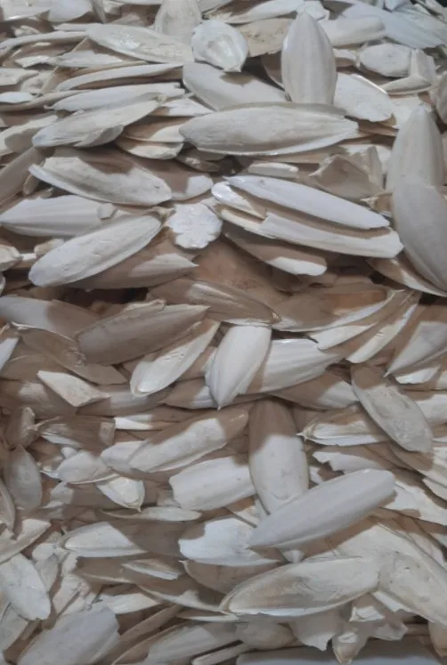 Cuttlebone Material Dried Cuttlefish Bone Or Dried Cuttlebone Best Quality For Sale From Vietnam